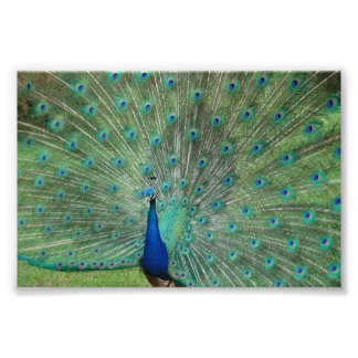 Paignton Peacock Fotodruck