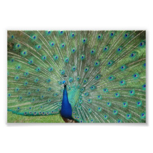 Paignton Pfau Fotodruck