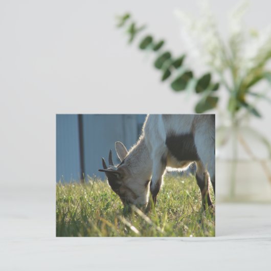 Paint (Stehend Vorderseite)