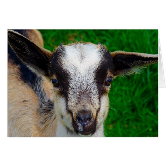 Paint (Vorderseite (Horizontal))