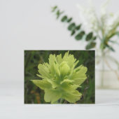 Paint Brush Blossom, Insel Unalaska Postkarte (Stehend Vorderseite)
