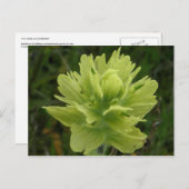 Paint Brush Blossom, Insel Unalaska Postkarte (Vorne/Hinten)