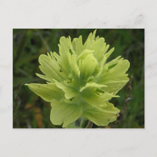 Paint Brush Blossom, Insel Unalaska Postkarte (Vorderseite)