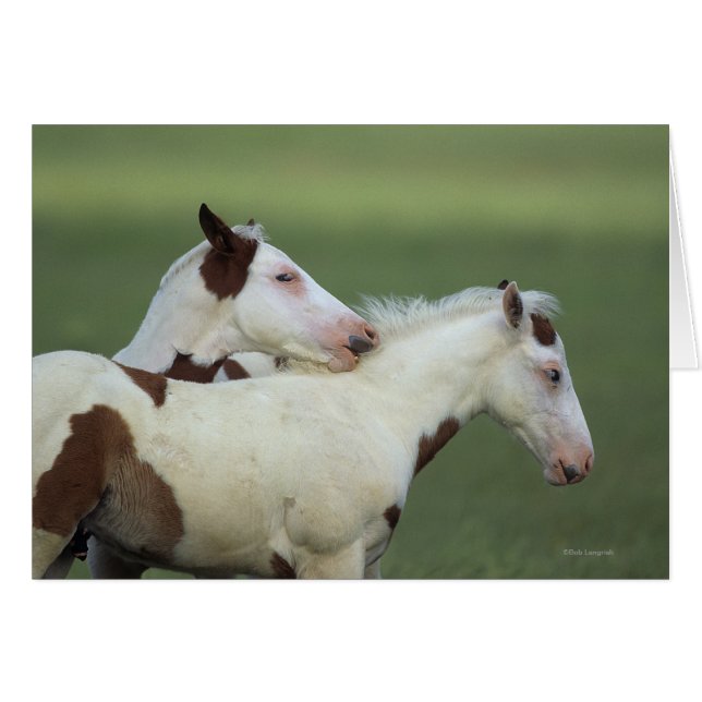 Paint Foals Playing (Vorderseite (Horizontal))