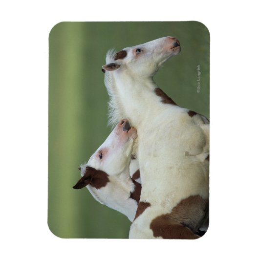 Paint Foals Playing Magnet (Vertikal)