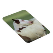 Paint Foals Playing Magnet (Rechte Seite)