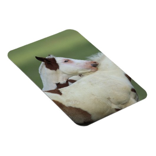 Paint Foals Playing Magnet (Rechte Seite)