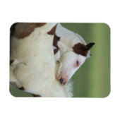 Paint Foals Playing Magnet (Horizontal)