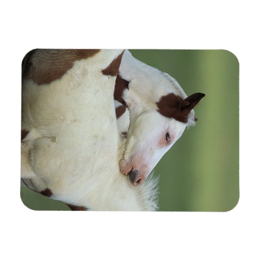 Paint Foals Playing Magnet (Horizontal)