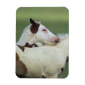 Paint Foals Playing Magnet (Vertikal)