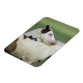 Paint Foals Playing Magnet (Linke Seite)