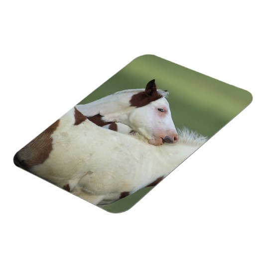 Paint Foals Playing Magnet (Linke Seite)