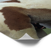 Paint Foals Playing Poster (Ecke)