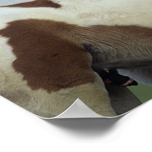 Paint Foals Playing Poster (Ecke)