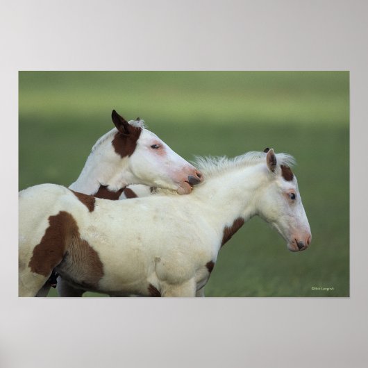 Paint Foals Playing Poster (Vorne)