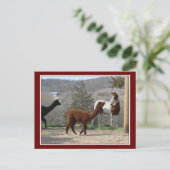 Paint Horse Alpaca Postkarte (Stehend Vorderseite)