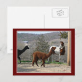 Paint Horse Alpaca Postkarte (Vorne/Hinten)