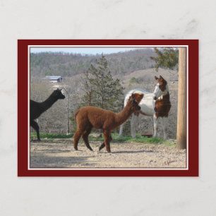 Paint Horse Alpaca Postkarte