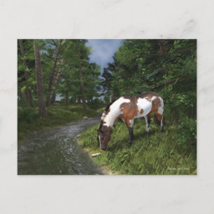 Paint Horse am Waldstrom Postkarte