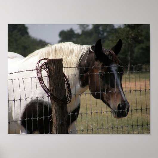 Paint Horse and Fence Poster (Vorne)