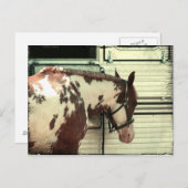 Paint Horse at Trailer Postkarte (Vorne/Hinten)