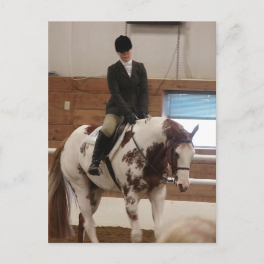 Paint Horse auf einer Pferdeshow Postkarte (Vorderseite)