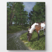 Paint Horse by Forest Stream Fotoplatte (Vorderseite)