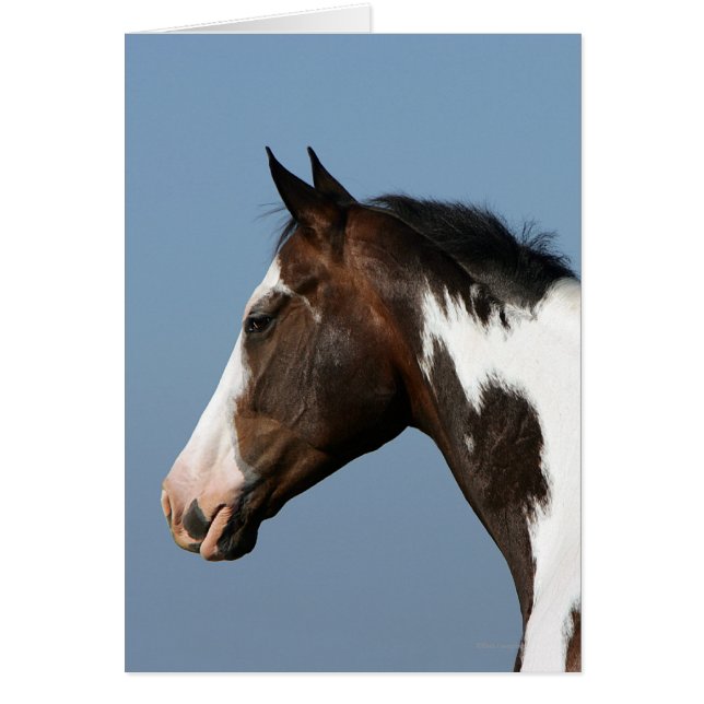 Paint Horse Headshot 1 (Vorne)