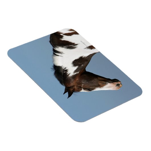 Paint Horse Headshot 1 Magnet (Rechte Seite)