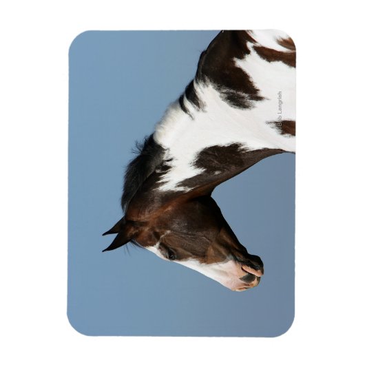 Paint Horse Headshot 1 Magnet (Vertikal)