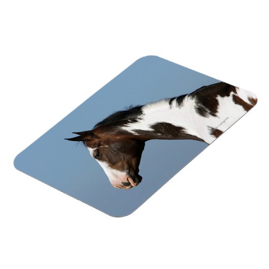 Paint Horse Headshot 1 Magnet (Linke Seite)