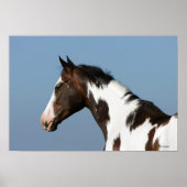 Paint Horse Headshot 1 Poster (Vorne)