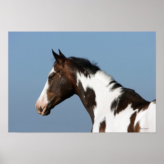 Paint Horse Headshot 1 Poster (Vorne)