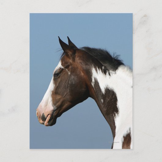 Paint Horse Headshot 1 Postkarte (Vorderseite)
