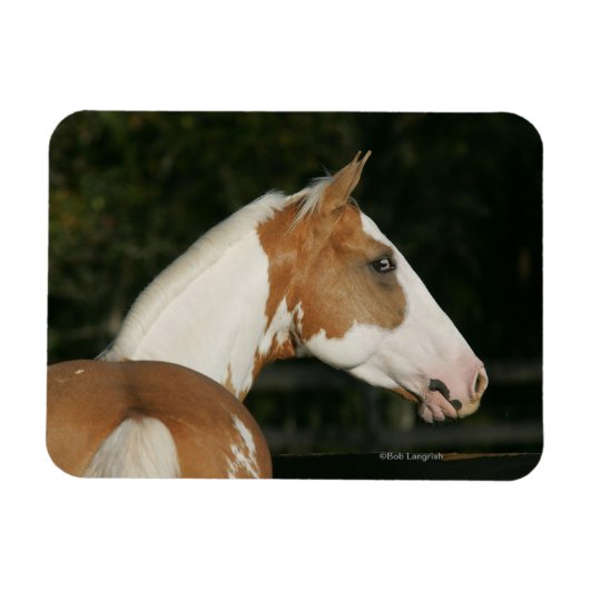 Paint Horse Headshot 2 Magnet (Horizontal)
