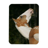 Paint Horse Headshot 2 Magnet (Vertikal)