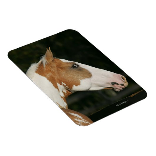 Paint Horse Headshot 2 Magnet (Rechte Seite)