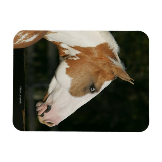 Paint Horse Headshot 2 Magnet (Horizontal)
