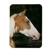 Paint Horse Headshot 2 Magnet (Vertikal)
