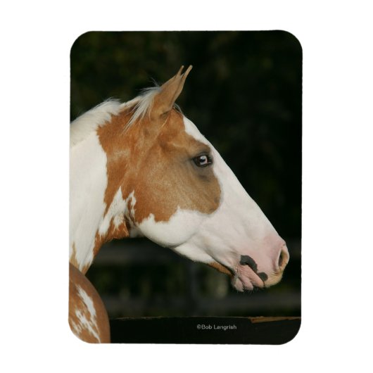 Paint Horse Headshot 2 Magnet (Vertikal)