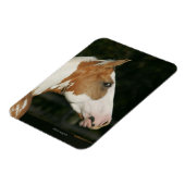 Paint Horse Headshot 2 Magnet (Linke Seite)
