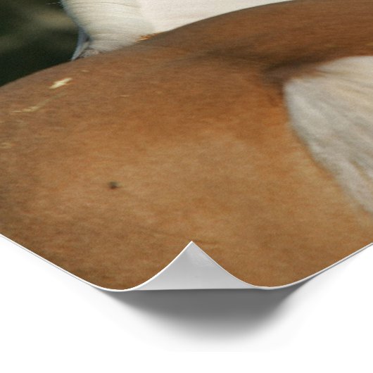 Paint Horse Headshot 2 Poster (Ecke)