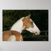 Paint Horse Headshot 2 Poster (Vorne)