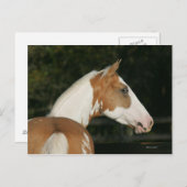 Paint Horse Headshot 2 Postkarte (Vorne/Hinten)