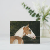 Paint Horse Headshot 2 Postkarte (Stehend Vorderseite)
