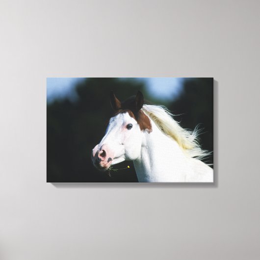 Paint Horse Headshot 3 Leinwanddruck (Vorderseite)