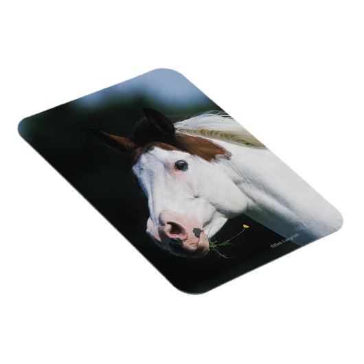Paint Horse Headshot 3 Magnet (Rechte Seite)