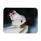 Paint Horse Headshot 3 Magnet (Horizontal)