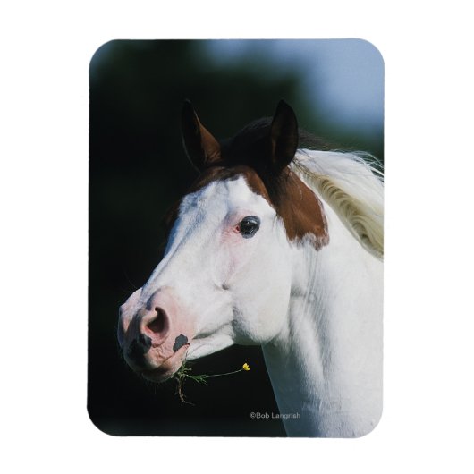 Paint Horse Headshot 3 Magnet (Vertikal)