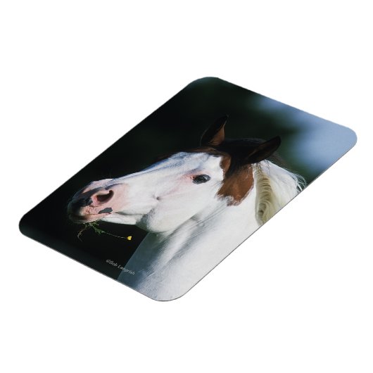 Paint Horse Headshot 3 Magnet (Linke Seite)